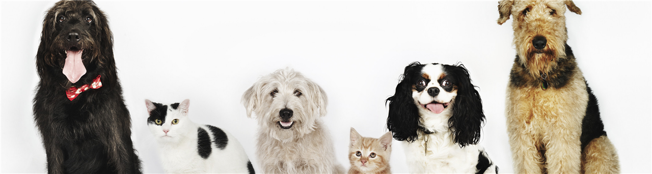 Pumpkin Pet Treats - CTown Supermarkets